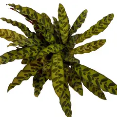 undefined - Calat Lancifolia 7"