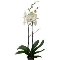 undefined - Orquidea Estándar 2 Varas