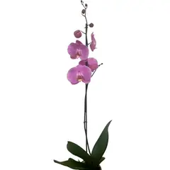 undefined - Orquidea Estandar 1 Vara