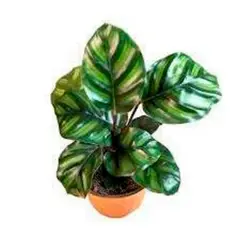 undefined - Calathea Fasciata 4"