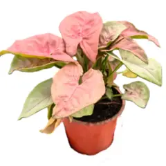 undefined - Syngonium Singo Lava 6-7"