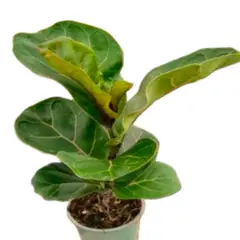 undefined - Ficus Lyrata Bambino 4"