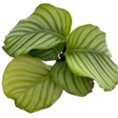undefined - Calathea Orbifolia 6/7"