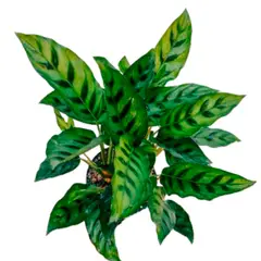 undefined - Calathea Leopardino Chrysobery 6/7"