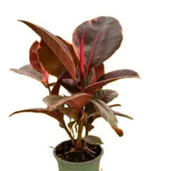 undefined - Ficus Elastica Ruby 4"