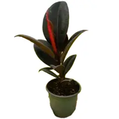 undefined - Ficus Elastica Burgundy 4"