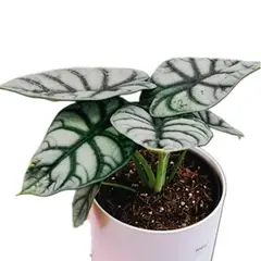 undefined - Alocasia Silver Dragon 6/7"