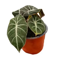 undefined - Alocasia Black Velvet 6-7"