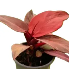 undefined - Philodendron Sun Red 6"